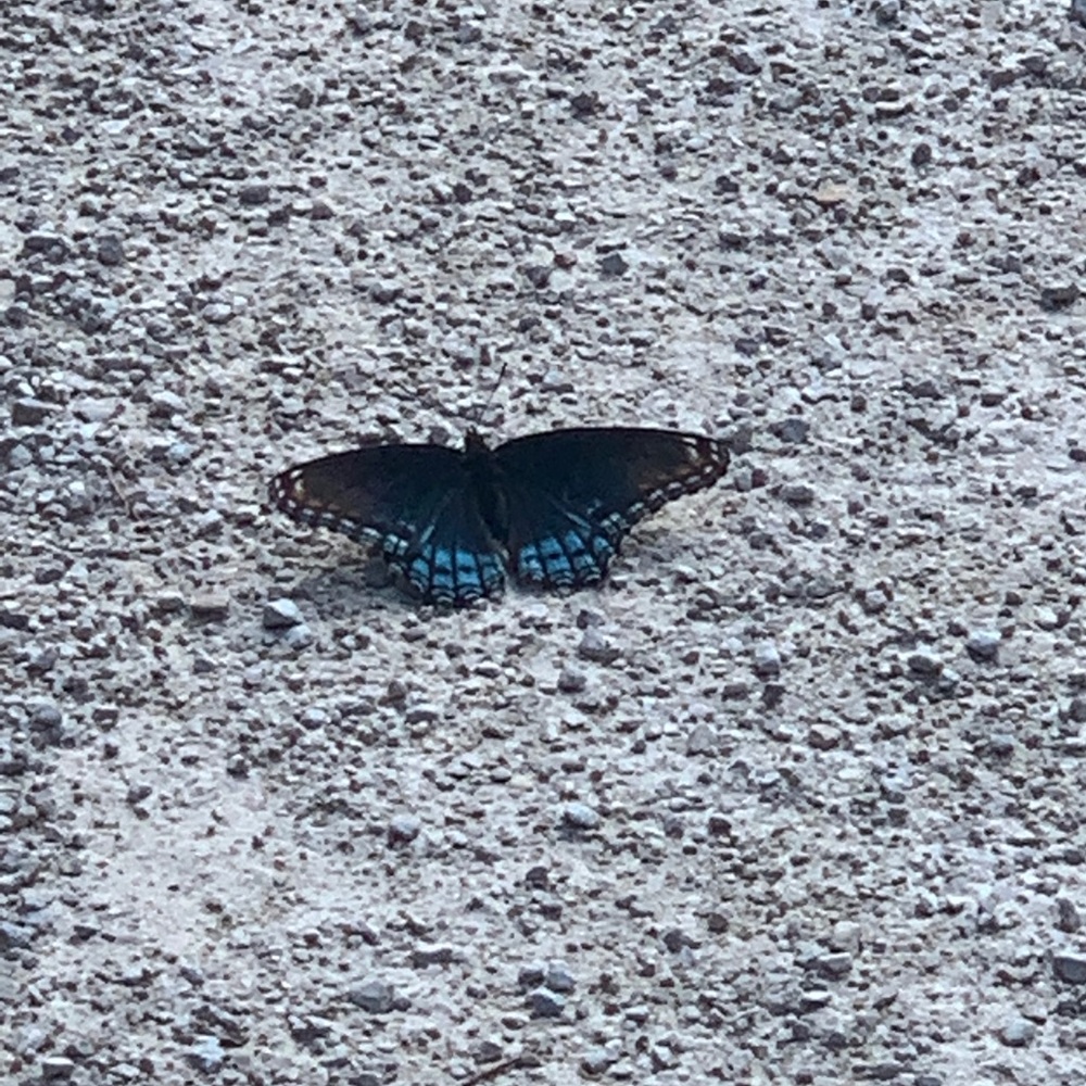 Meet your Posher, Eliza